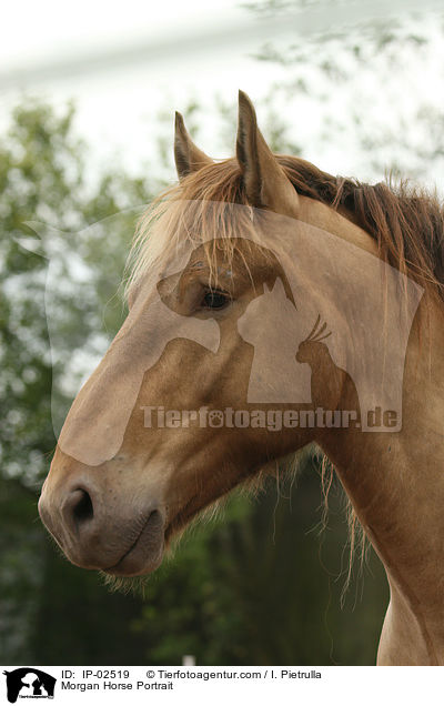 Morgan Horse Portrait / IP-02519