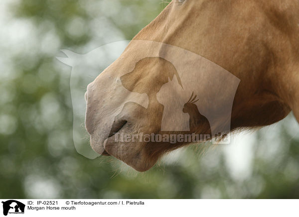 Morgan Horse mouth / IP-02521