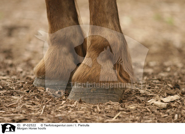 Morgan Horse hoofs / IP-02522