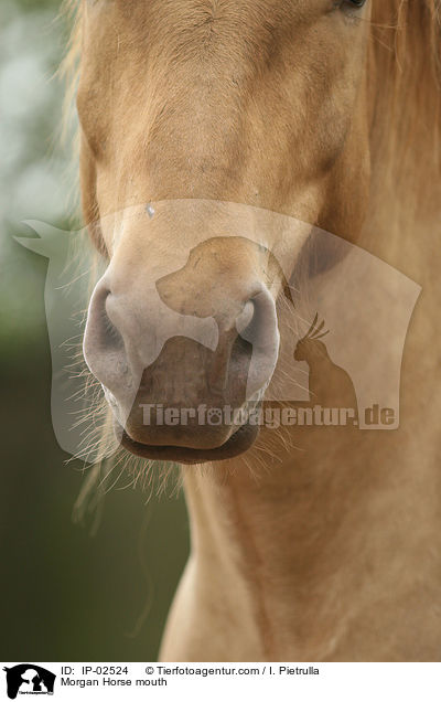 Morgan Horse mouth / IP-02524