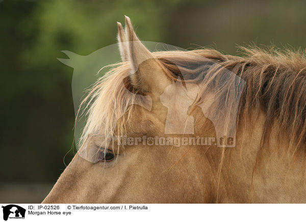 Morgan Horse eye / IP-02526