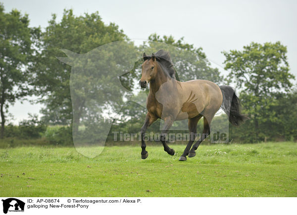 galloping New-Forest-Pony / AP-08674