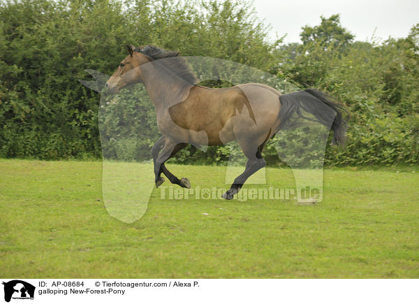 galloping New-Forest-Pony / AP-08684