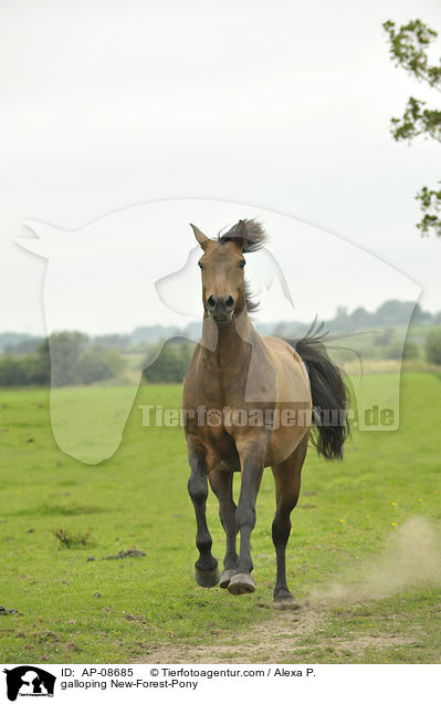 galloping New-Forest-Pony / AP-08685