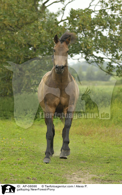galloping New-Forest-Pony / AP-08686