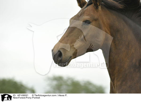 New-Forest-Pony Portrait / AP-08691