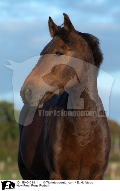 New Forst Pony Portrait / EHO-01811