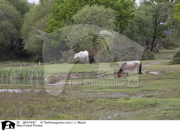 New Forest Ponies / JM-03497