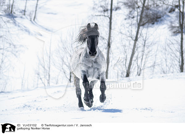 galloping Noriker Horse / VJ-03102