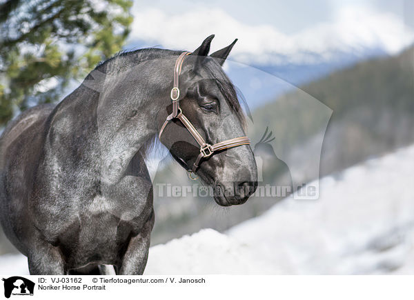 Noriker Horse Portrait / VJ-03162