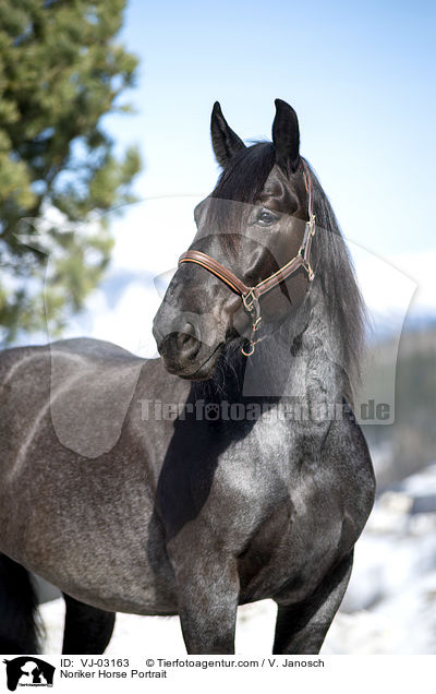 Noriker Horse Portrait / VJ-03163