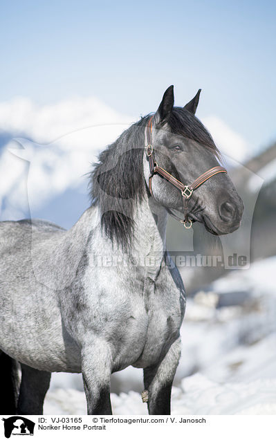 Noriker Horse Portrait / VJ-03165