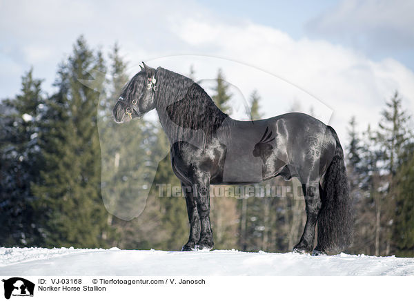 Noriker Horse Stallion / VJ-03168