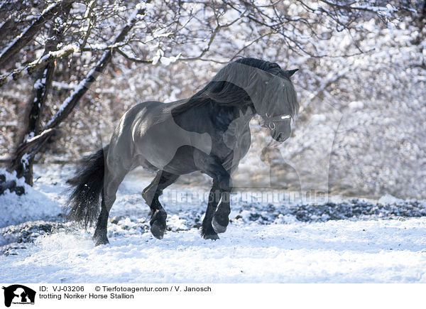 trotting Noriker Horse Stallion / VJ-03206