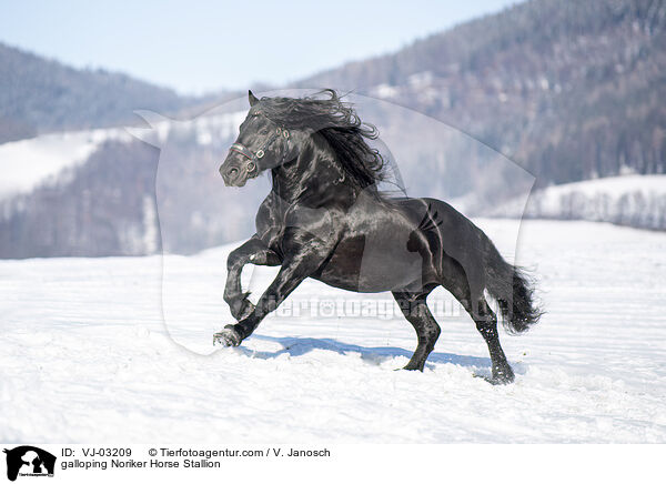 galloping Noriker Horse Stallion / VJ-03209