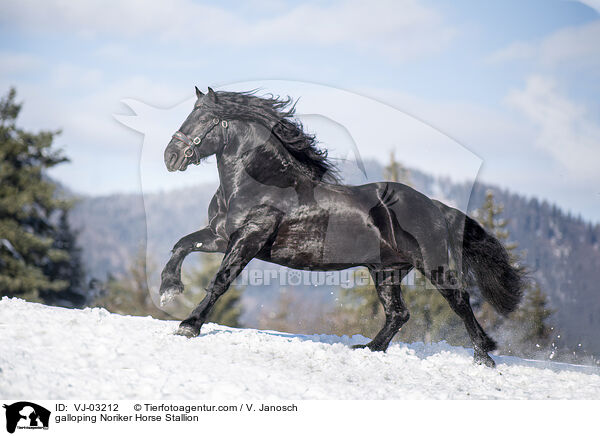 galloping Noriker Horse Stallion / VJ-03212