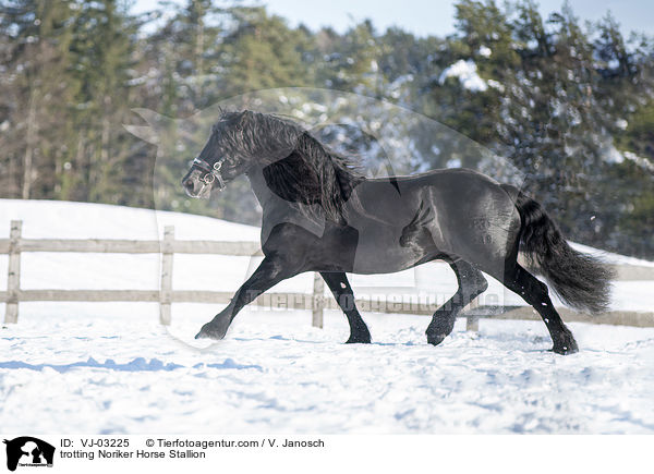 trotting Noriker Horse Stallion / VJ-03225