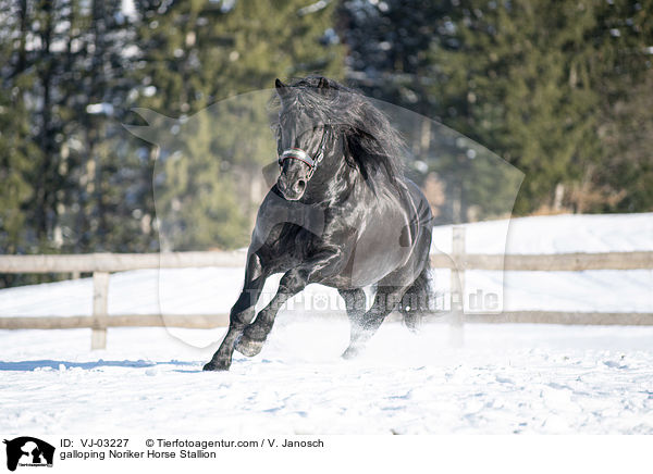 galloping Noriker Horse Stallion / VJ-03227