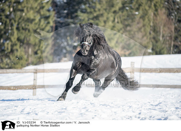 galloping Noriker Horse Stallion / VJ-03234