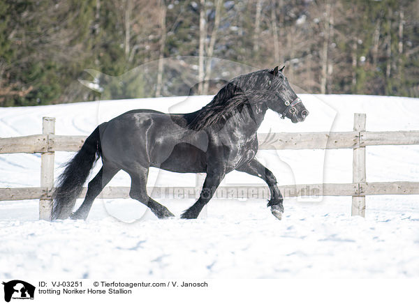 trotting Noriker Horse Stallion / VJ-03251