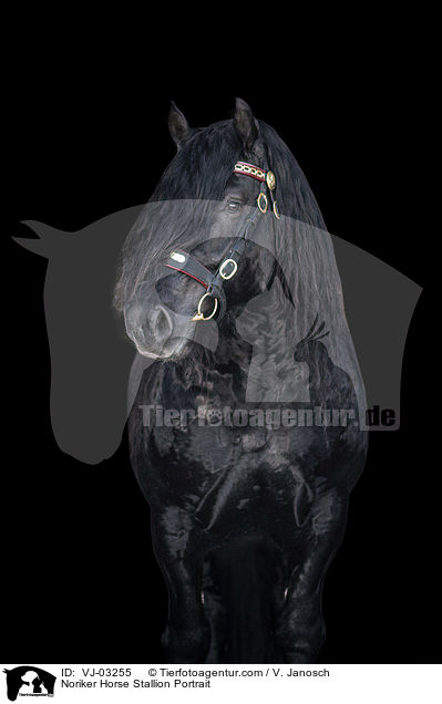 Noriker Horse Stallion Portrait / VJ-03255