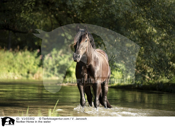 Noriker Horse in the water / VJ-03302