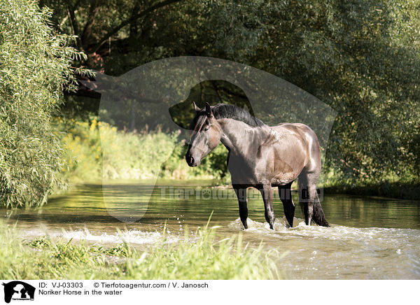 Noriker Horse in the water / VJ-03303