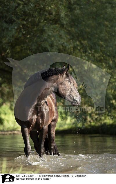 Noriker Horse in the water / VJ-03304