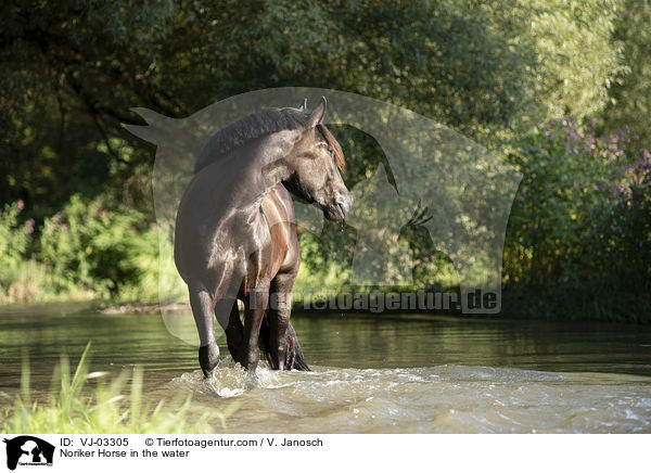 Noriker Horse in the water / VJ-03305