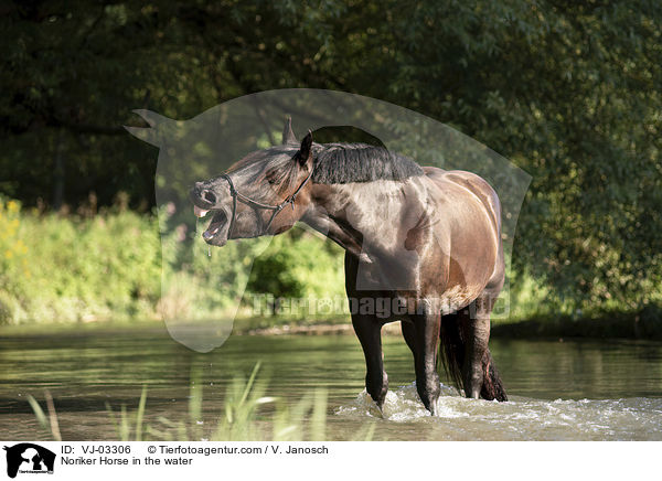 Noriker Horse in the water / VJ-03306