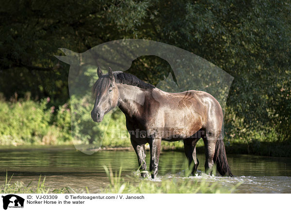 Noriker Horse in the water / VJ-03309