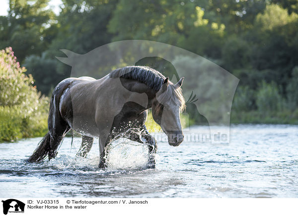 Noriker Horse in the water / VJ-03315