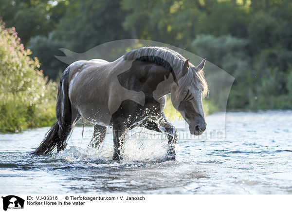 Noriker Horse in the water / VJ-03316