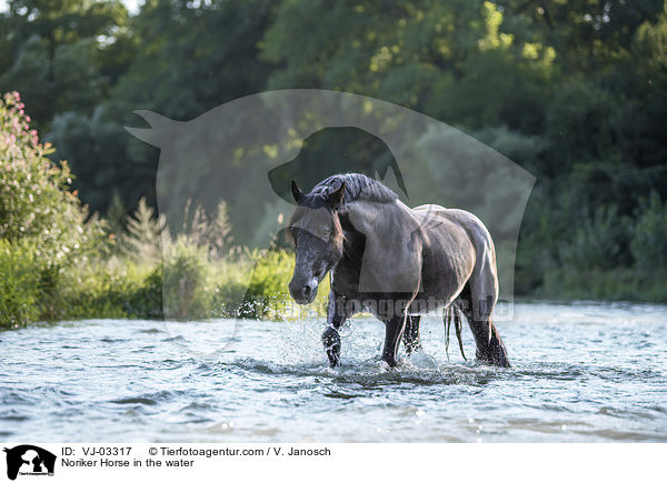 Noriker Horse in the water / VJ-03317