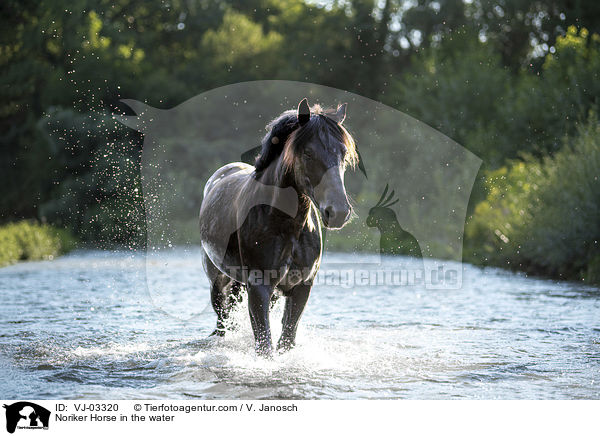 Noriker Horse in the water / VJ-03320