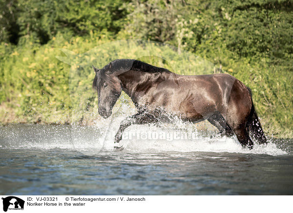 Noriker Horse in the water / VJ-03321