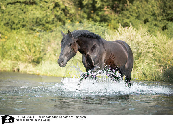Noriker Horse in the water / VJ-03324