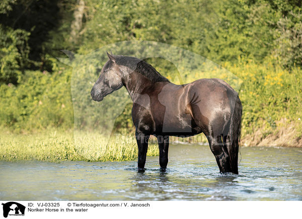 Noriker Horse in the water / VJ-03325