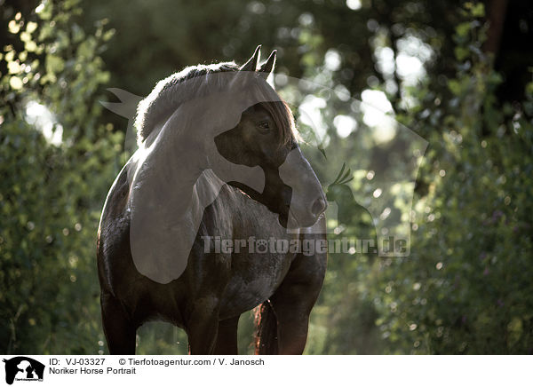 Noriker Horse Portrait / VJ-03327