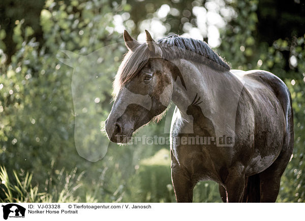 Noriker Horse Portrait / VJ-03328