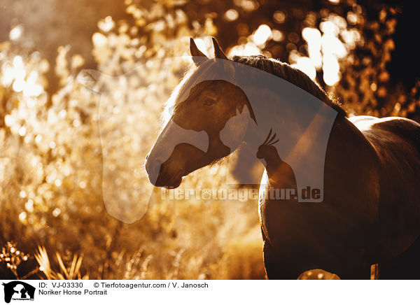 Noriker Horse Portrait / VJ-03330