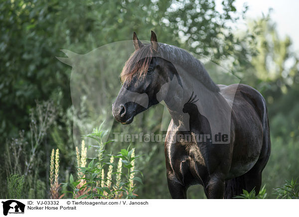 Noriker Horse Portrait / VJ-03332