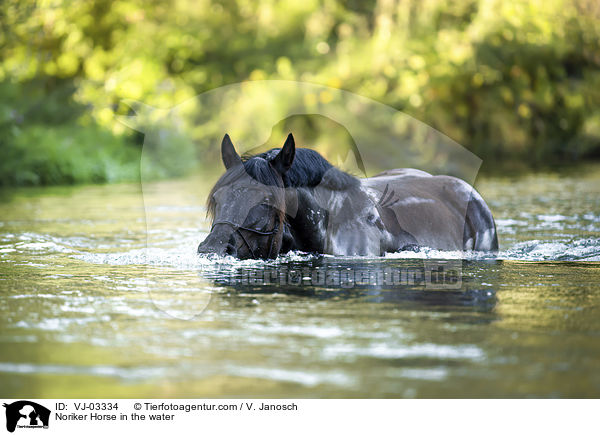 Noriker Horse in the water / VJ-03334