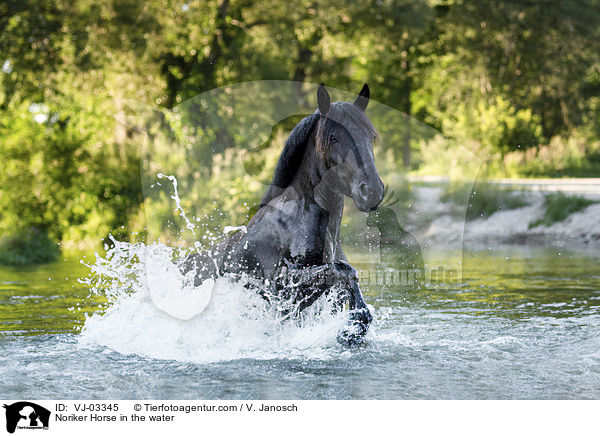 Noriker Horse in the water / VJ-03345