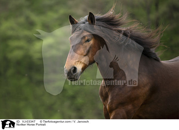 Noriker Horse Portrait / VJ-03347