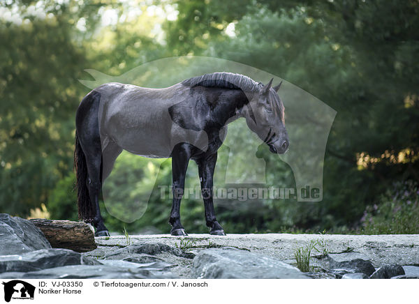 Noriker Horse / VJ-03350