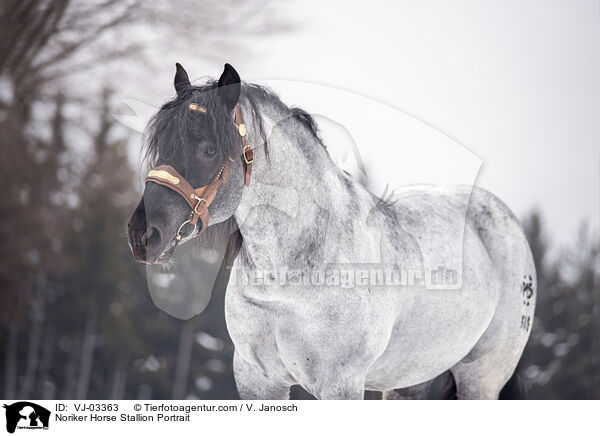 Noriker Horse Stallion Portrait / VJ-03363