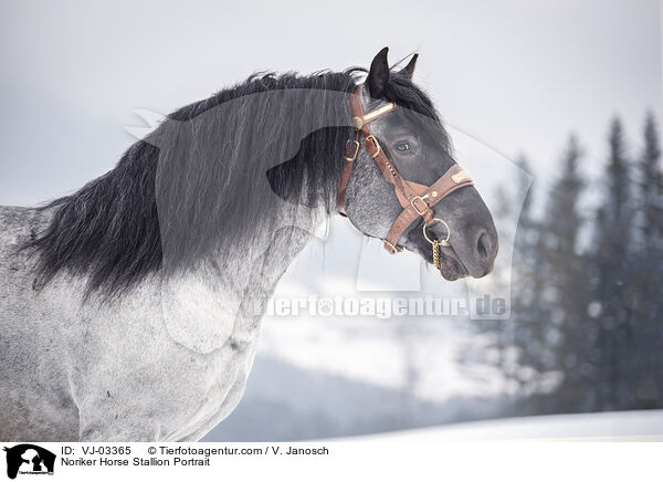 Noriker Horse Stallion Portrait / VJ-03365