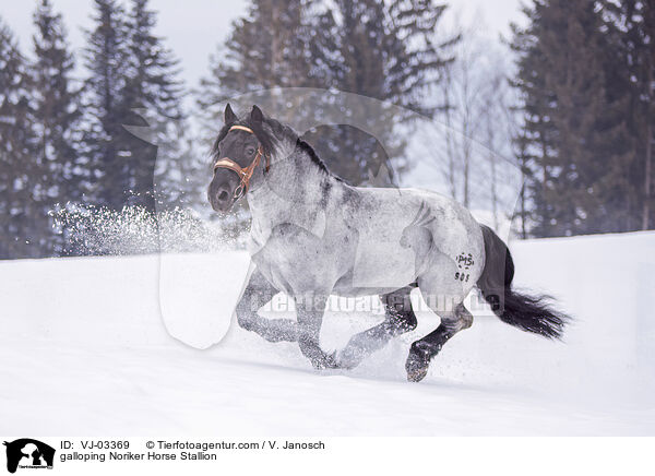galloping Noriker Horse Stallion / VJ-03369
