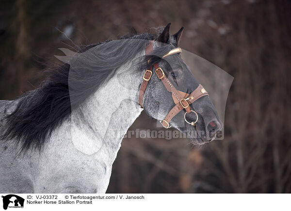 Noriker Horse Stallion Portrait / VJ-03372